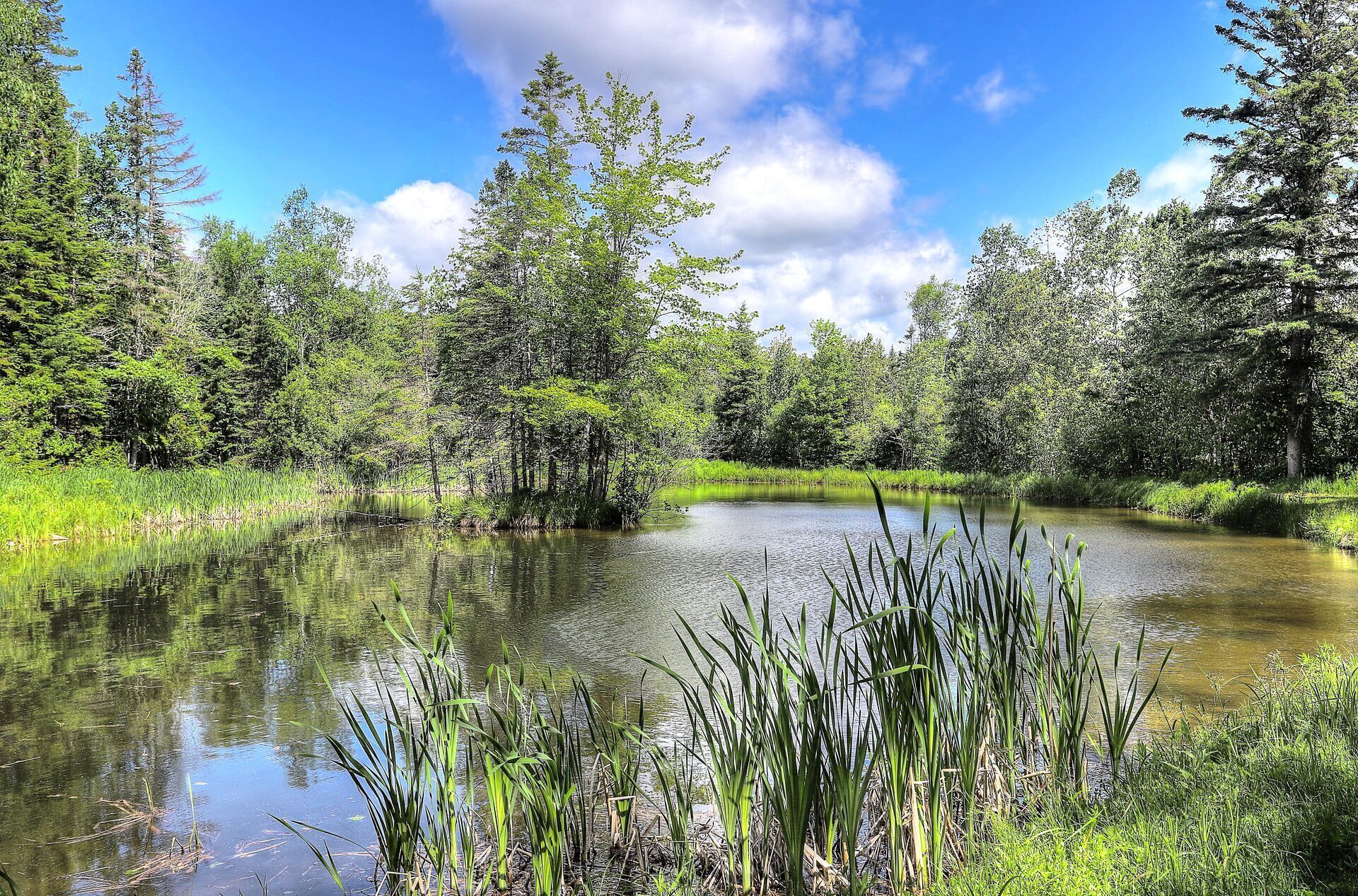 A natural landscape with a pond surrounded by dense trees and greenery.