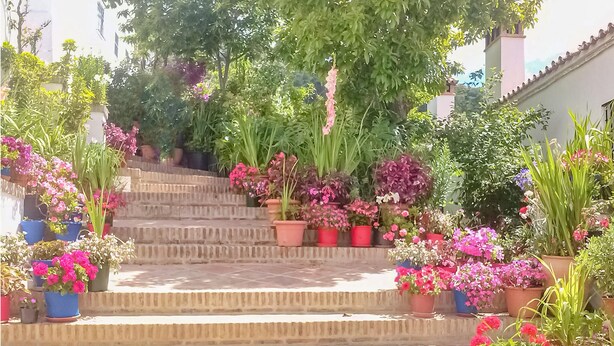 A set of outdoor steps leading to a covered area, surrounded by various potted plants and flowers. - Amazing apartment in Genalguacil (Genalguacil)