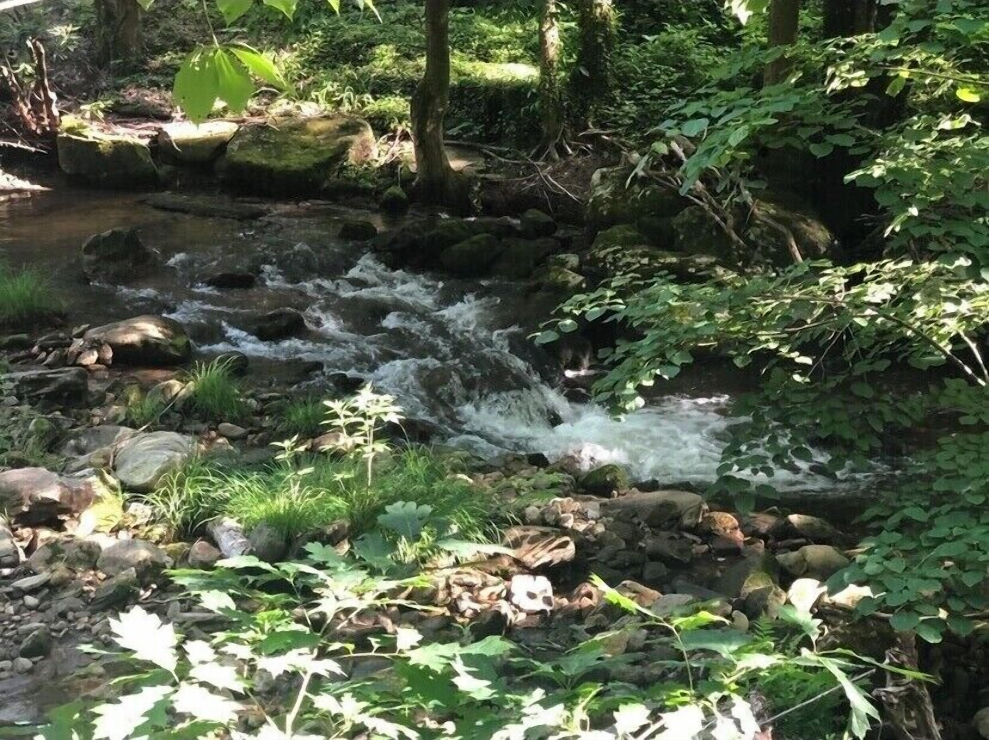 Un ruscello serpeggia tra le rocce in una zona boschiva, circondato da vegetazione lussureggiante e alberi.