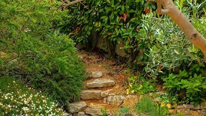 A stone pathway leading through a garden with various plants and flowers. - Villa for 8 people, 16 minutes' walk from the beaches and town center of Ste Maxime (SAINTE MAXIME)