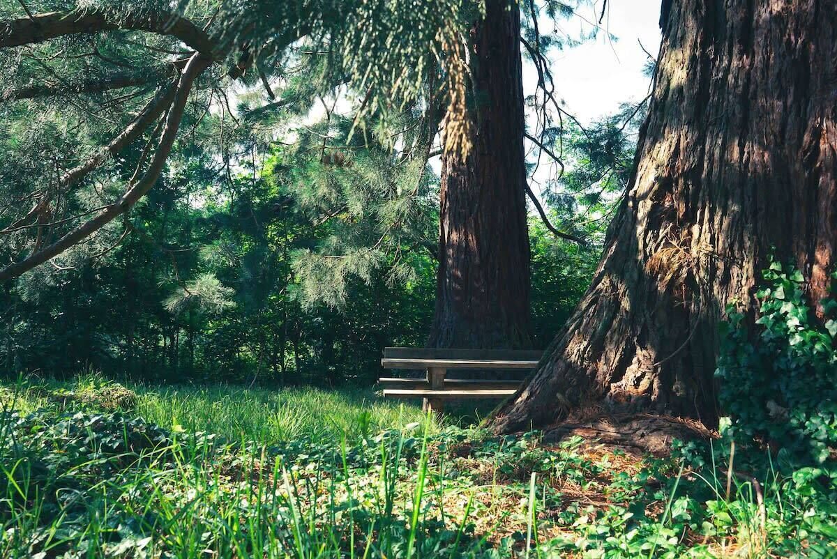 Een park met een houten bank en grote bomen.