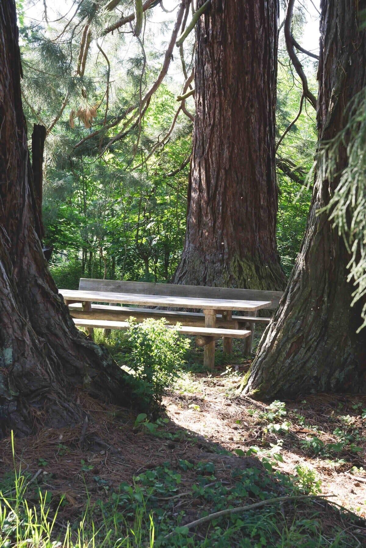 Un banc en bois, situé dans une zone boisée, bordé de grands arbres et traversé par un sentier bien dégagé.