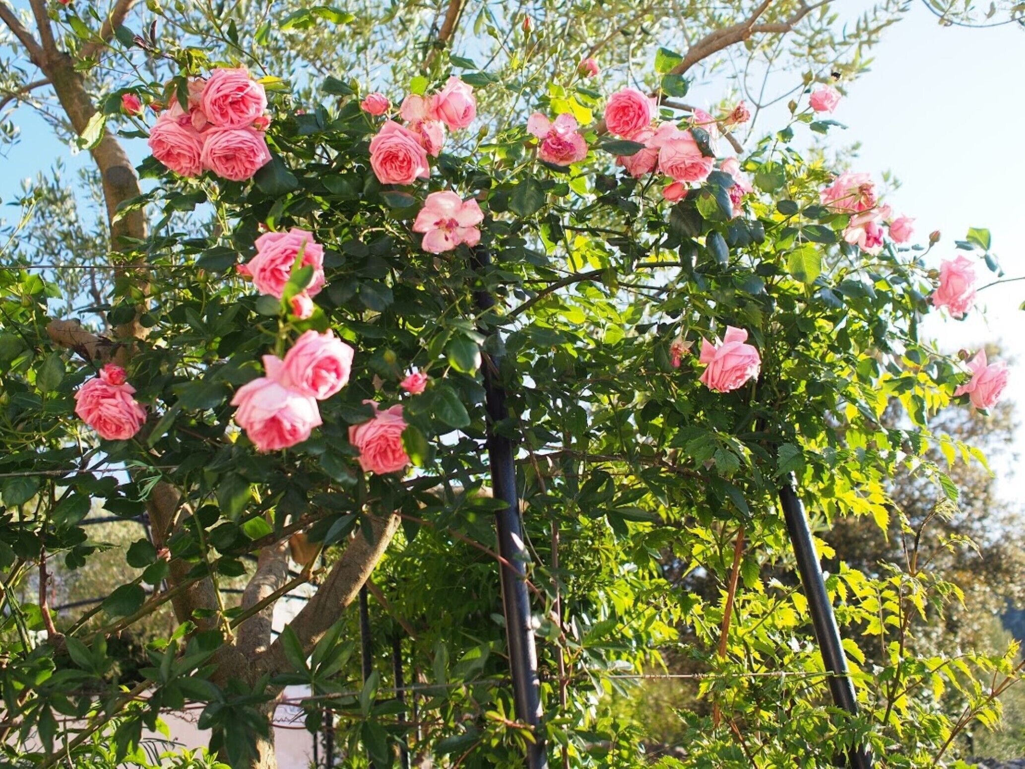 Un jardin de roses, avec une végétation luxuriante et des rosiers roses en pleine floraison.