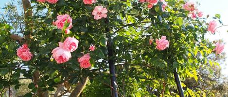 Un jardin de roses, avec une végétation luxuriante et des rosiers roses en pleine floraison.