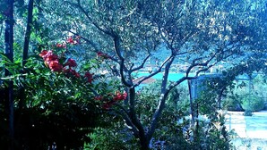 A lush garden with dense foliage and red flowers, a clear blue sky, and a distant view of a coastal area with buildings. - 1 - Modern apt w big Garden & Terrace w. sea View (Marina)