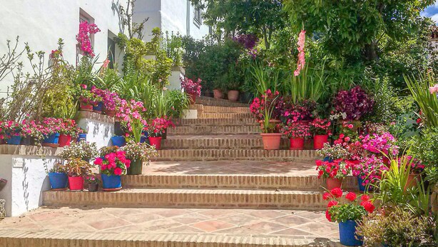 A set of stone steps leading up to a white building with potted plants and flowers.