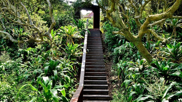 Una escalera de madera rodeada de abundante vegetación.