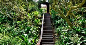 Una escalera de madera rodeada de abundante vegetación.