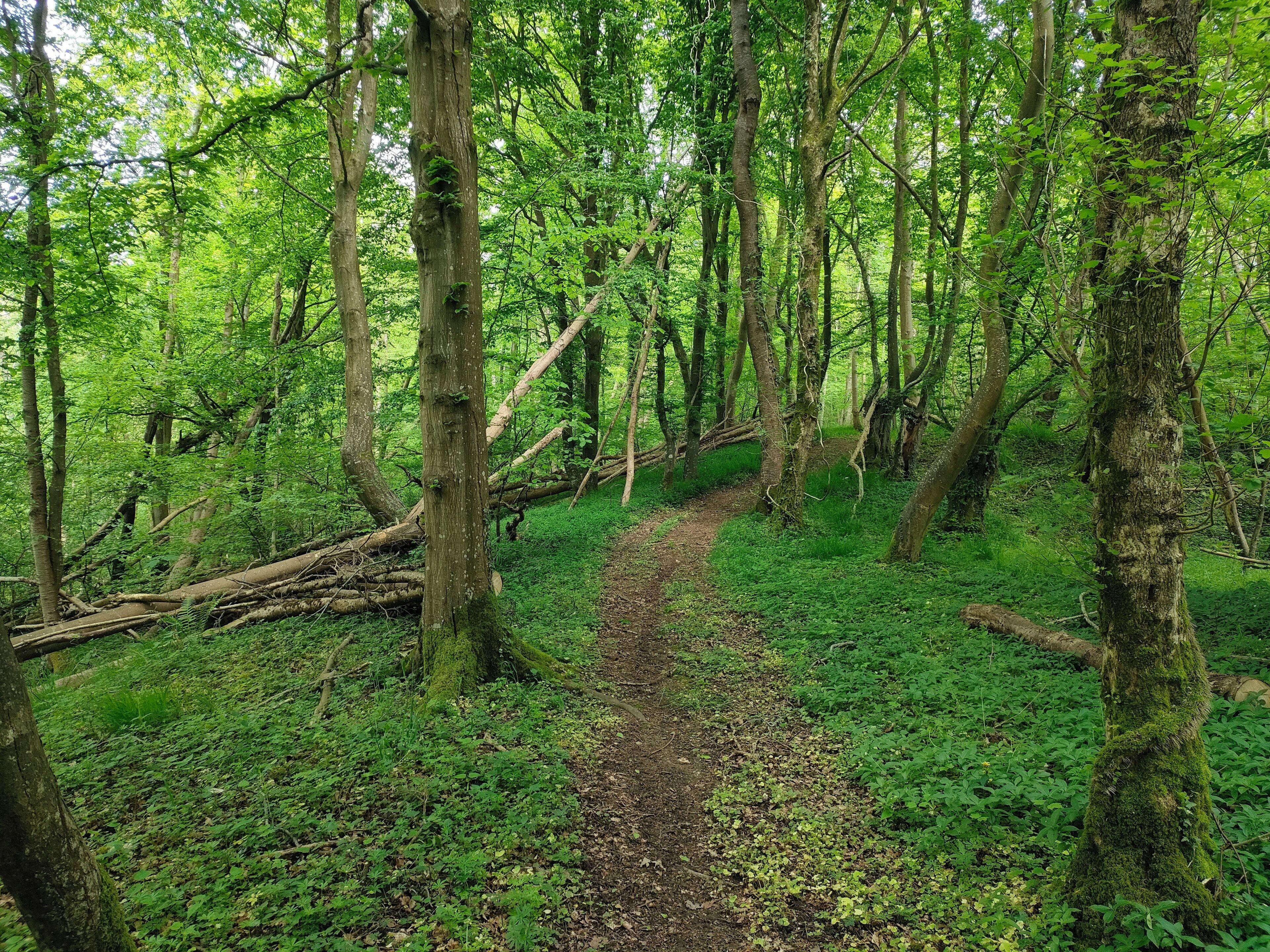 A forest path surrounded by trees and greenery.