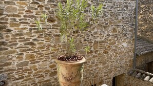 Une plante en pot, dans un pot usé par le temps, adossée à un mur de pierre.