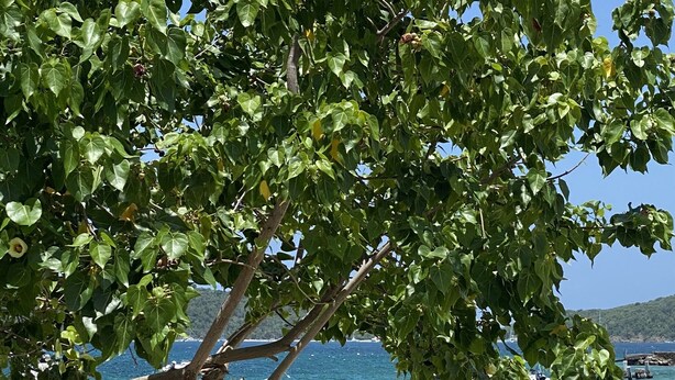 Une plage avec deux chaises longues vertes sous un arbre, une mer d’un bleu limpide et des bateaux à l’horizon.