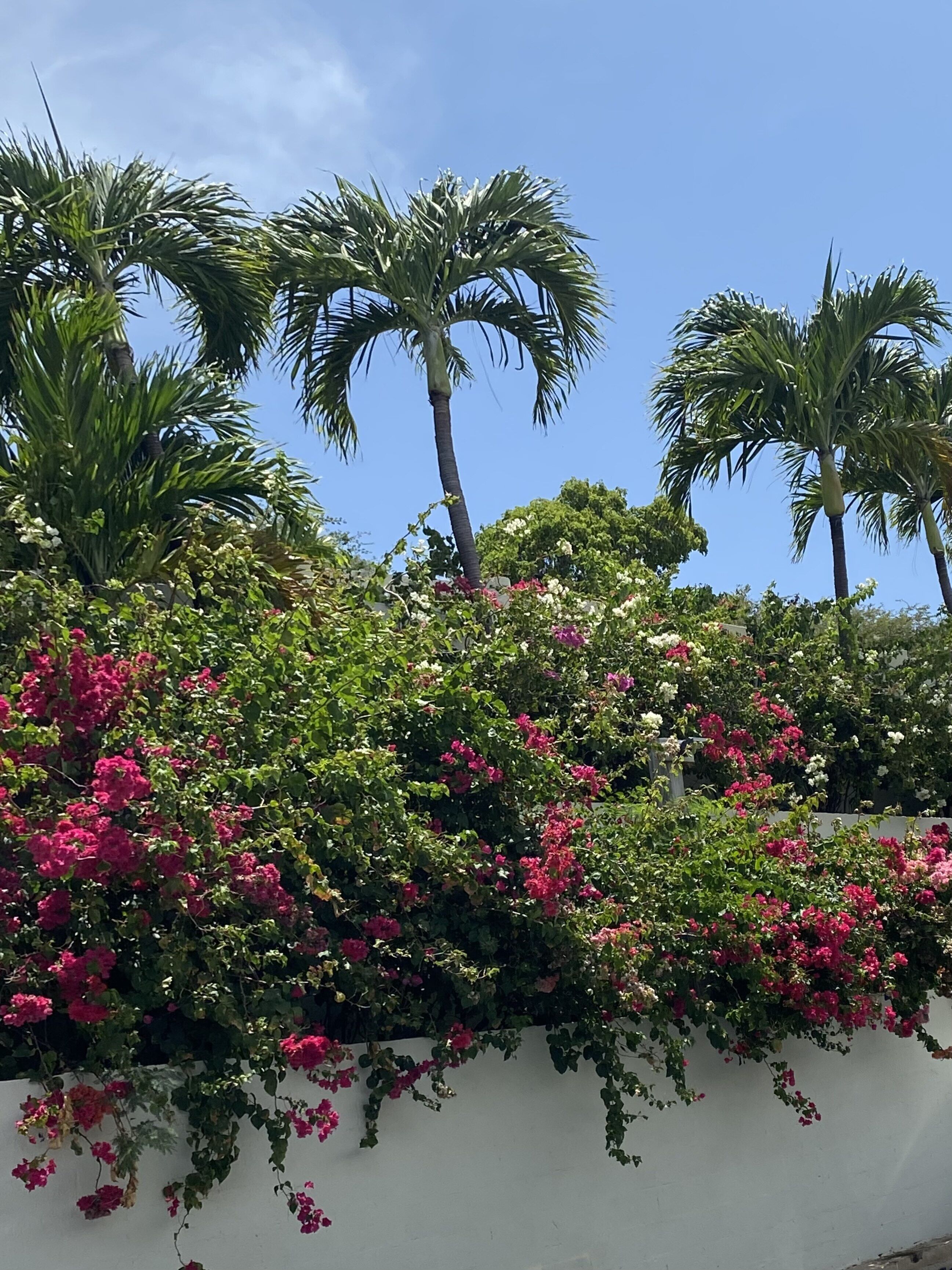 Un muro bianco con piante fiorite rosa e bianche e palme sullo sfondo.