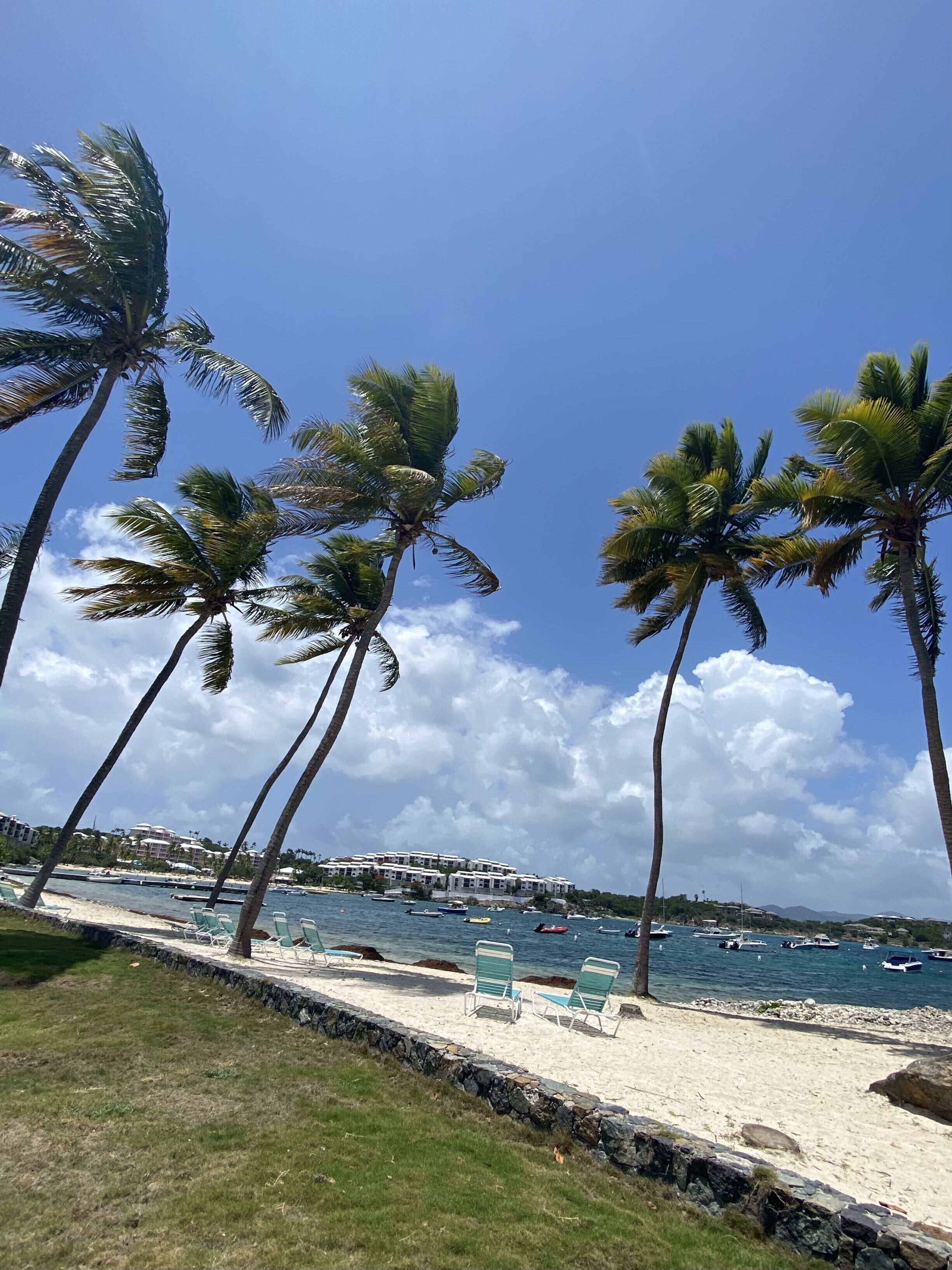 A beach with palm trees, a stone wall, and a row of green lounge chairs.