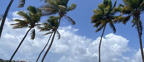 A beach with palm trees, a stone wall, and a row of green lounge chairs.