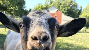 A close-up of a goat with a light brown and black coat, standing on grass. - Historic charm, all new amenities at Swallow's Rest: West (West Grove)