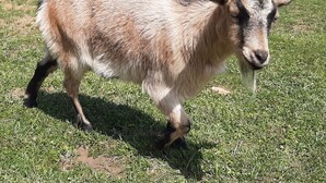 A goat standing on grass. - Historic charm, all new amenities at Swallow's Rest: West (West Grove)