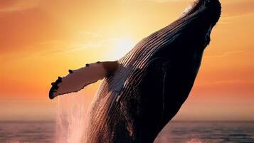 Una ballena rompiendo la superficie del agua con una mano humana extendida, frente a una puesta de sol sobre el océano.