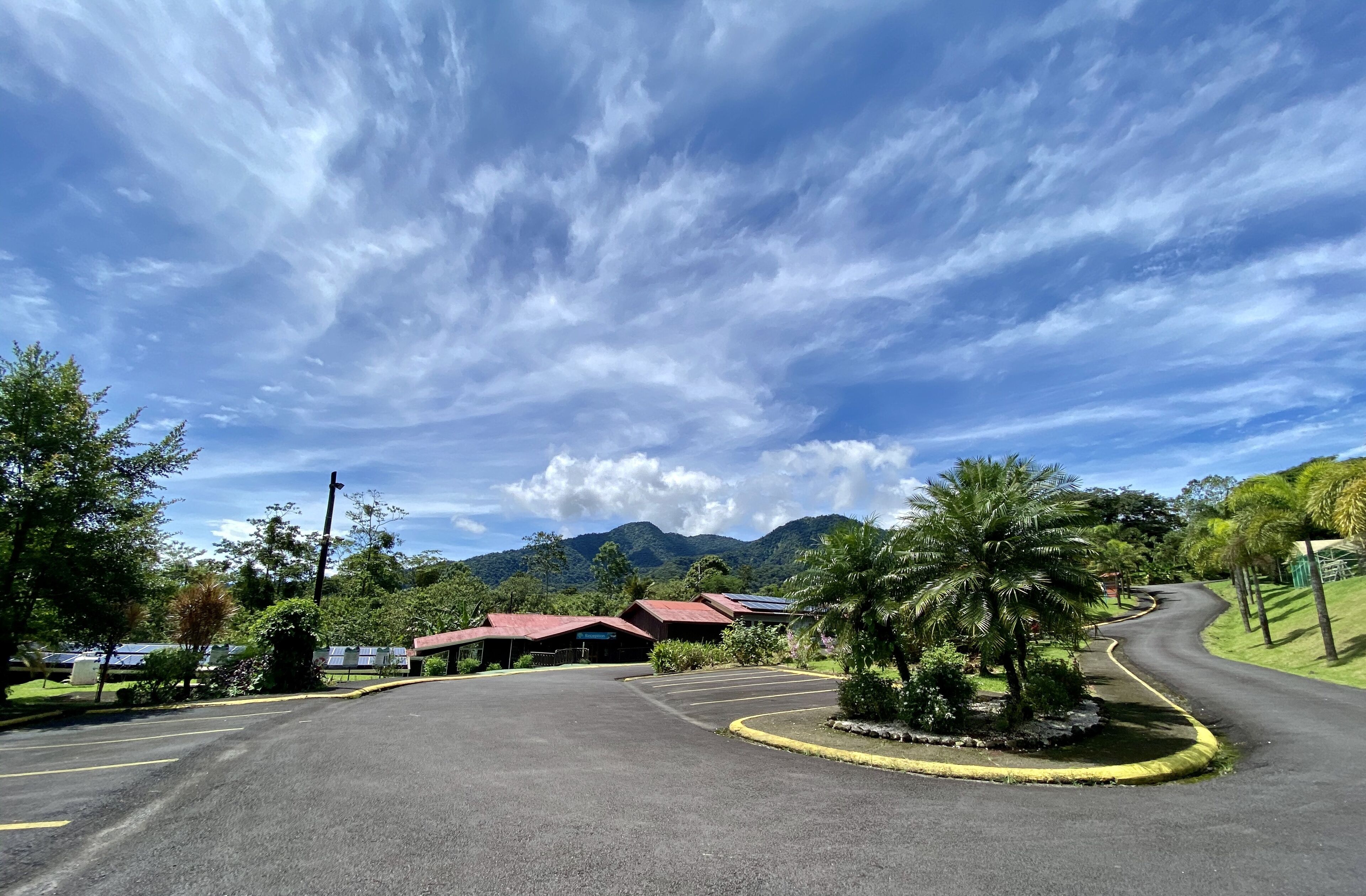 A parking lot with a curved road, surrounded by greenery and palm trees.