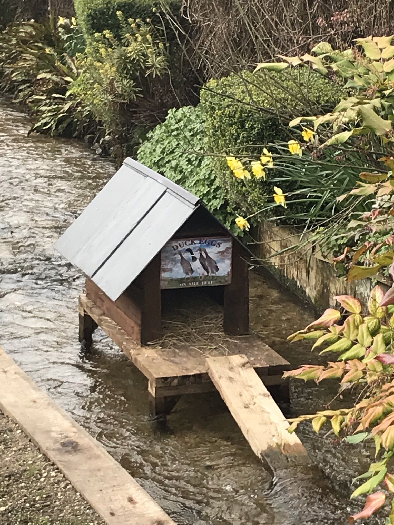 Uma casinha de patos com telhado e uma placa que diz "DUCK EGGS ON SALE HERE" em um ambiente natural com água e vegetação.