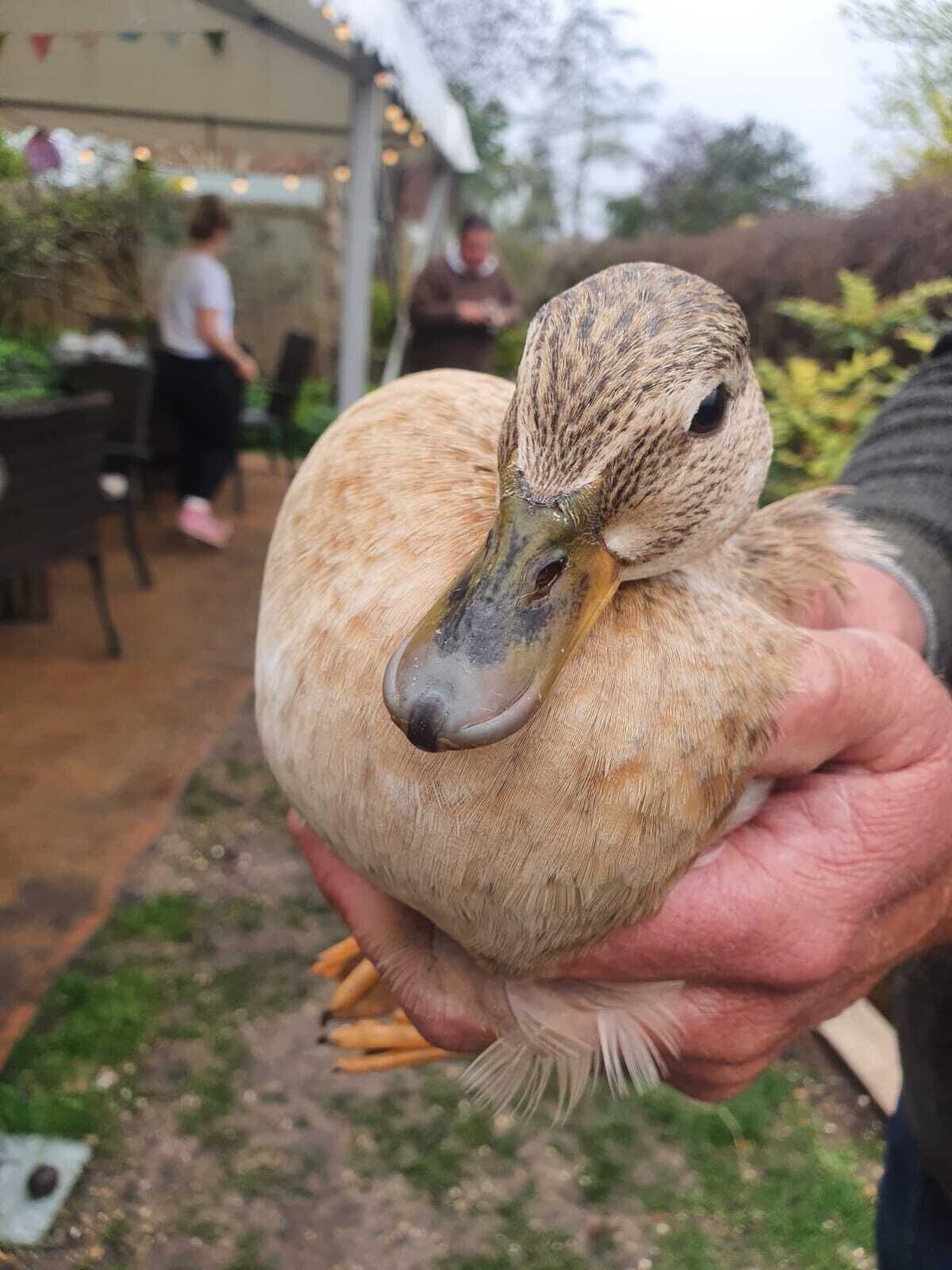A duck being held by a person.