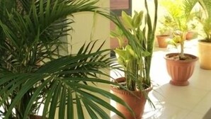 A covered outdoor area with potted plants and a tiled floor. - Monalysa St Honoré Apartment & Studio (Grand-Baie)