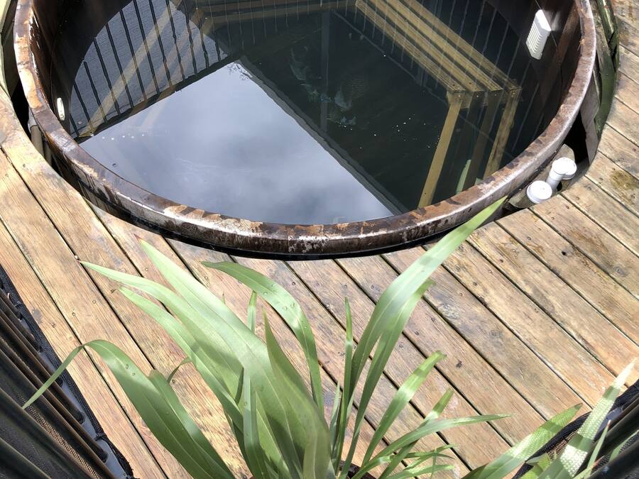 Un jacuzzi circular sobre una terraza de madera, con una planta en primer plano.
