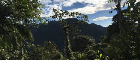 Un bosque denso con árboles altos y una montaña al fondo.