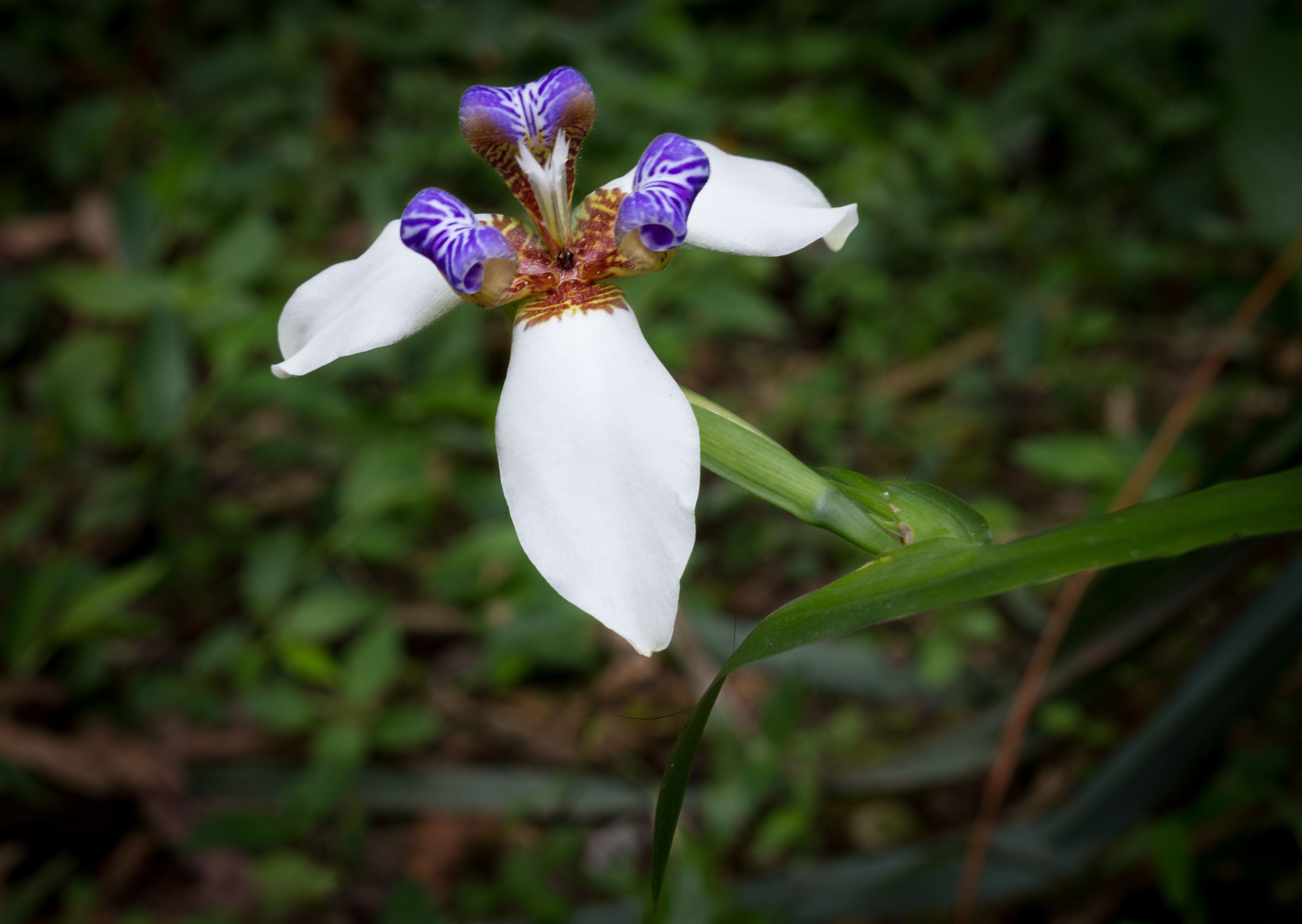 A white iris flower with purple and brown patterns, set against a blurred green background.
