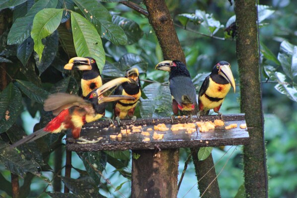 Toucans perched on a wooden feeding platform surrounded by dense foliage. - Casa Divina Eco Lodge (Mindo)
