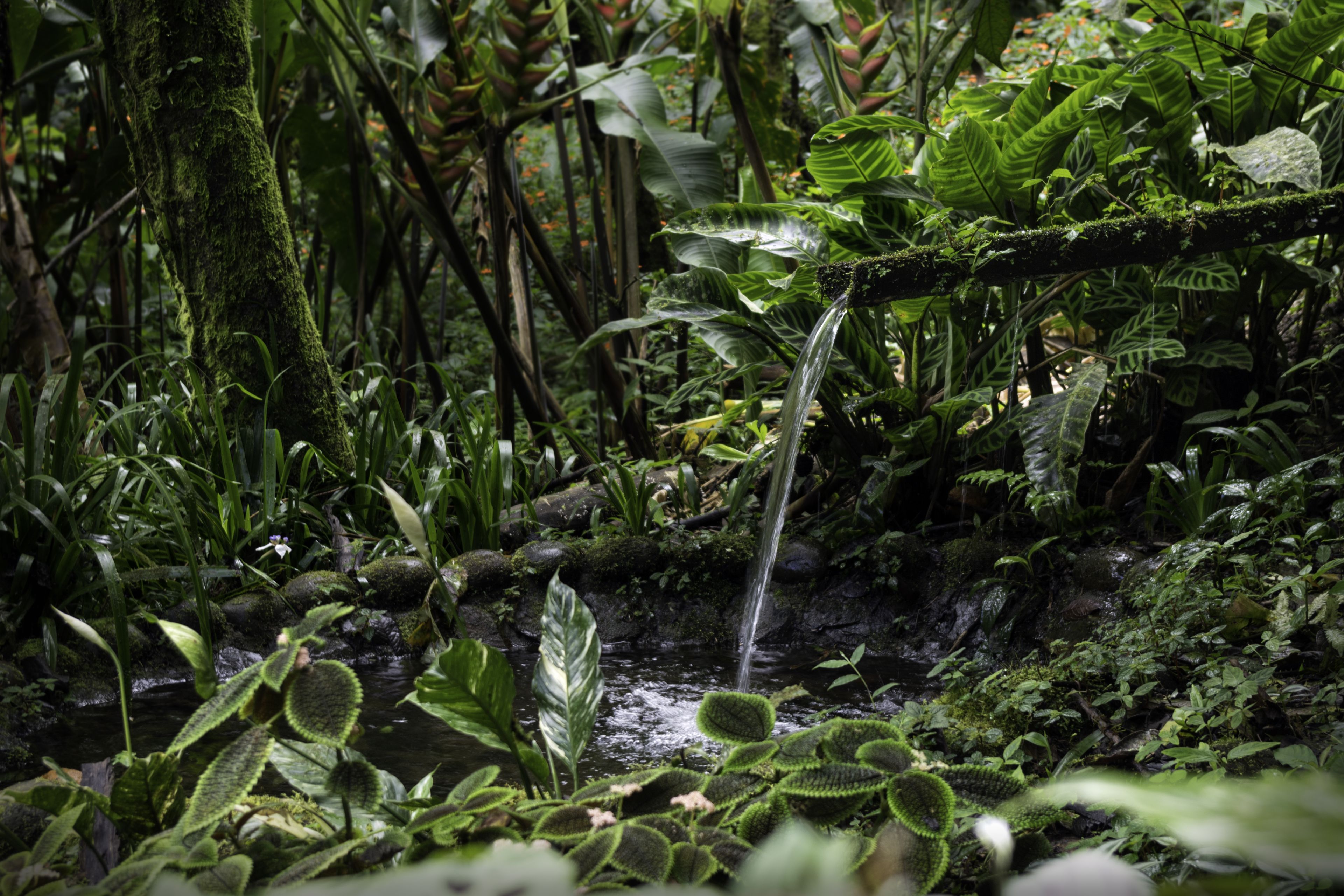 Photo - Casa Divina Eco Lodge