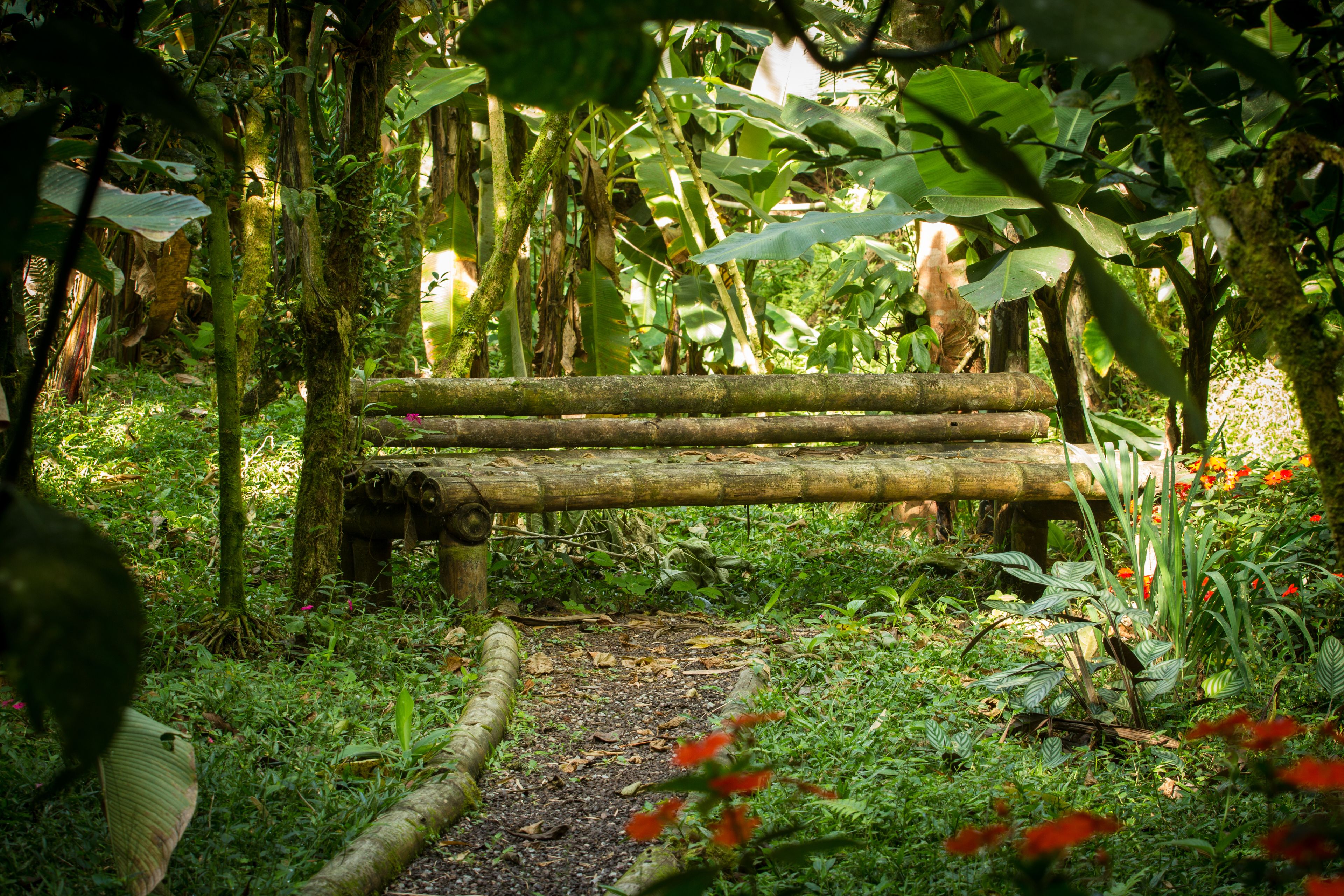 A rustic wooden bench in a lush garden with dense foliage and a path leading to it.