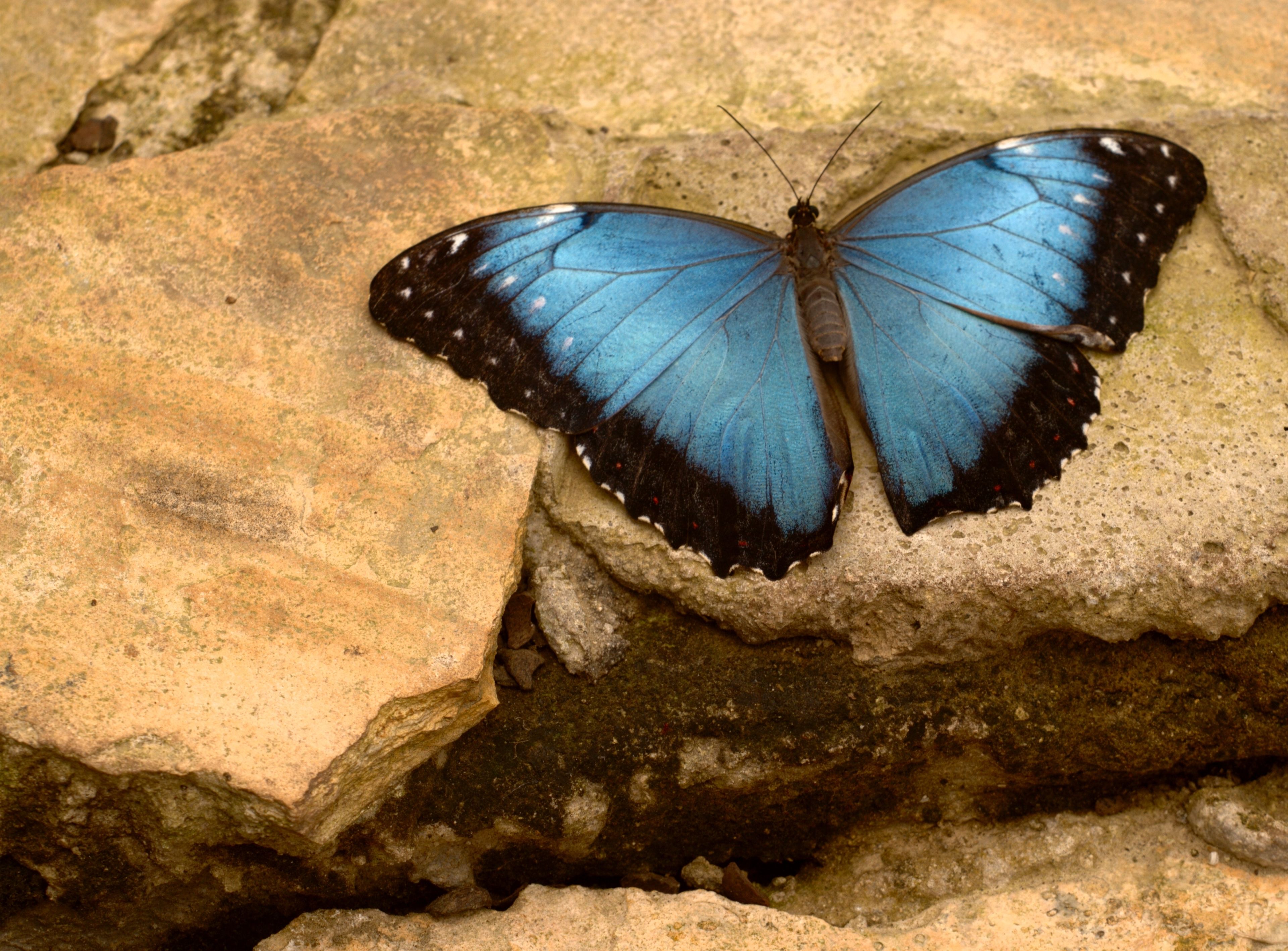 A butterfly on a rock.