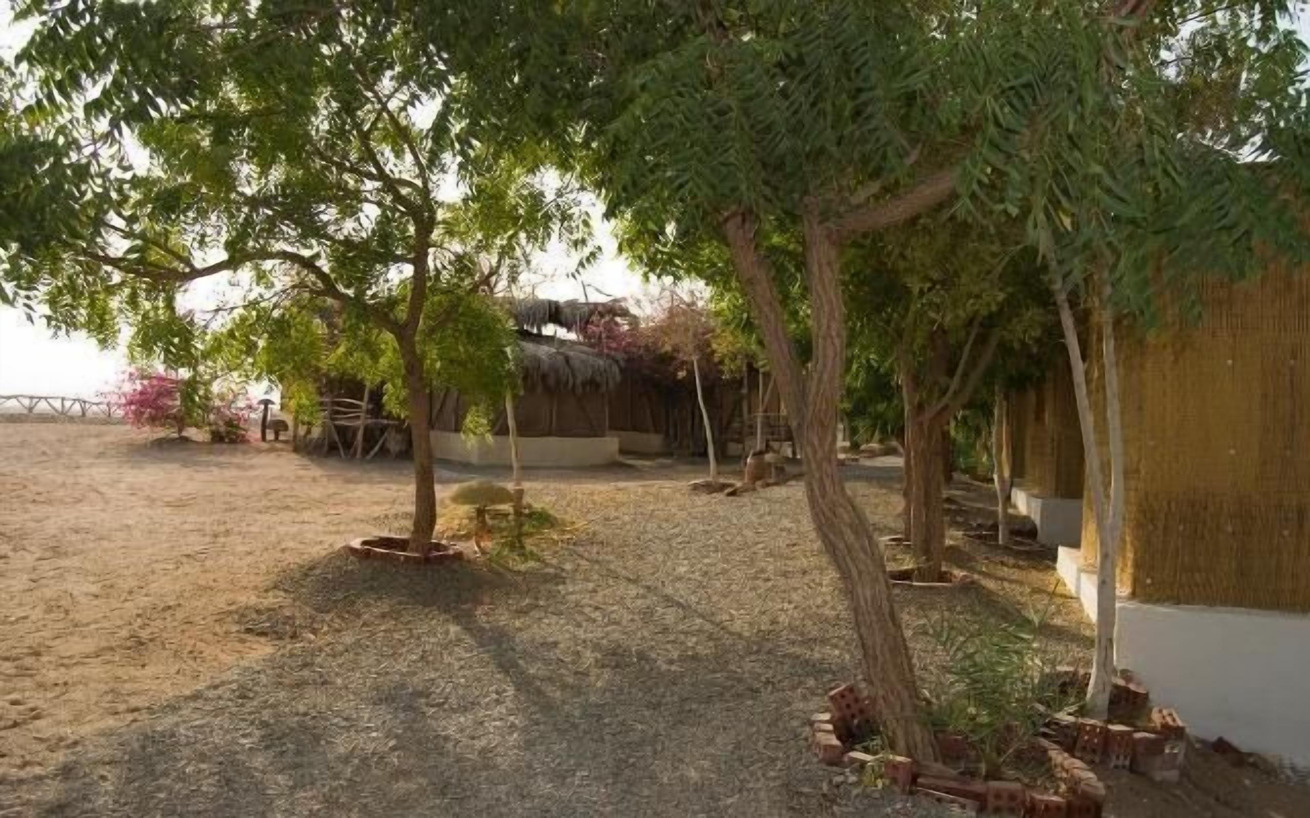 An outdoor area with trees, a thatched structure, and a paved ground.