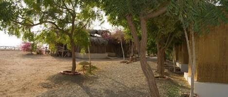 An outdoor area with trees, a thatched structure, and a paved ground.