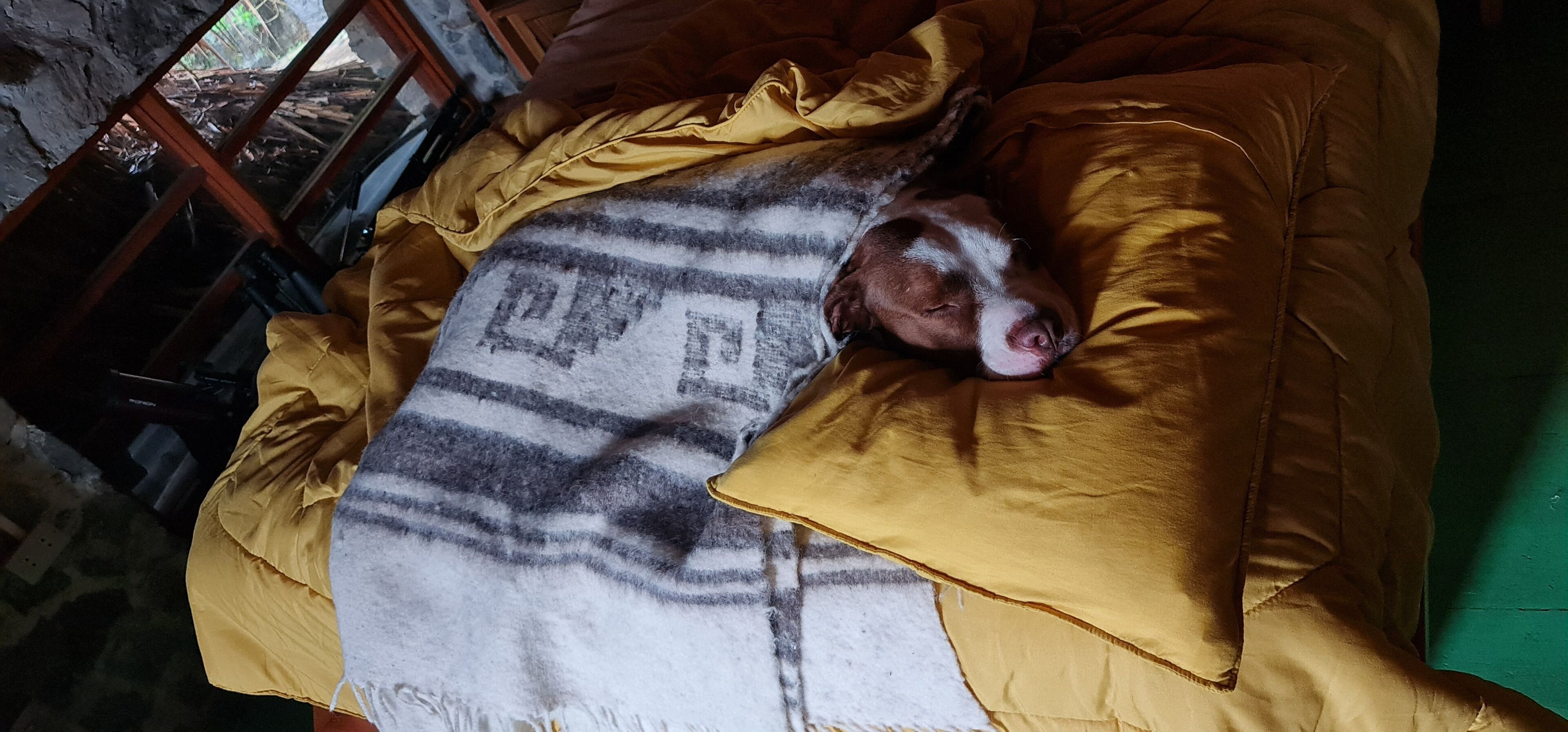 A dog sleeping on a bed with a blanket and pillows.