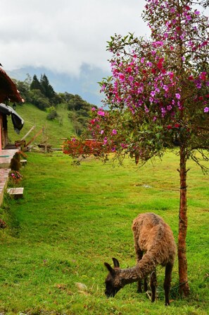 Property grounds - Rutun Orquídeas (Baños de Agua Santa)