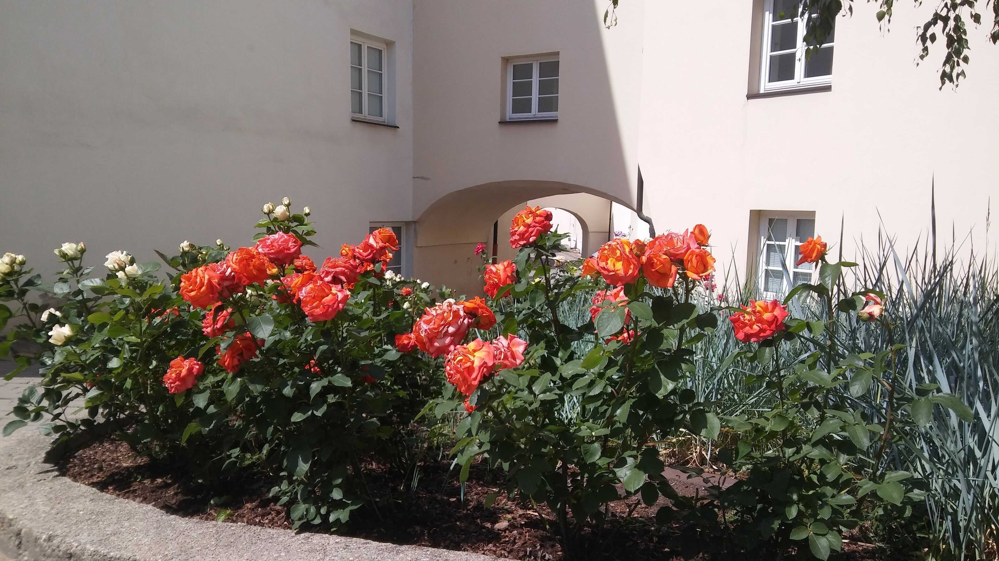 Un edificio con un jardín de rosas florecientes y una vista despejada de la arquitectura circundante.
