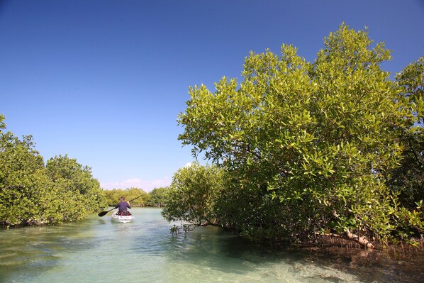 A kayaker paddling through a mangrove forest with clear water.