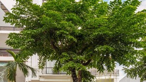 Un immeuble avec un grand arbre devant, une enseigne indiquant « May Home Apartment », et un drapeau.