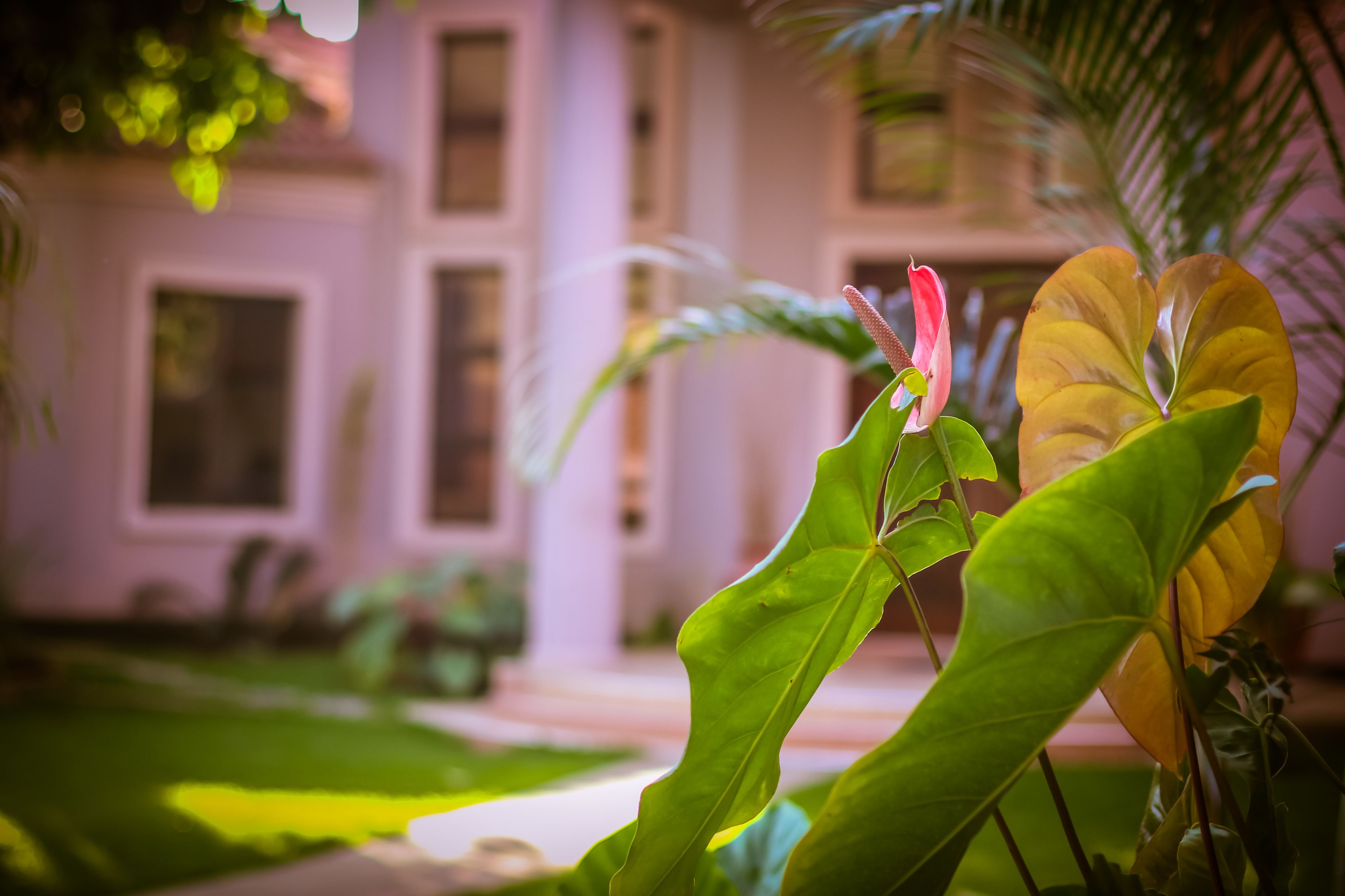 A lush garden with a variety of plants and a building in the background.