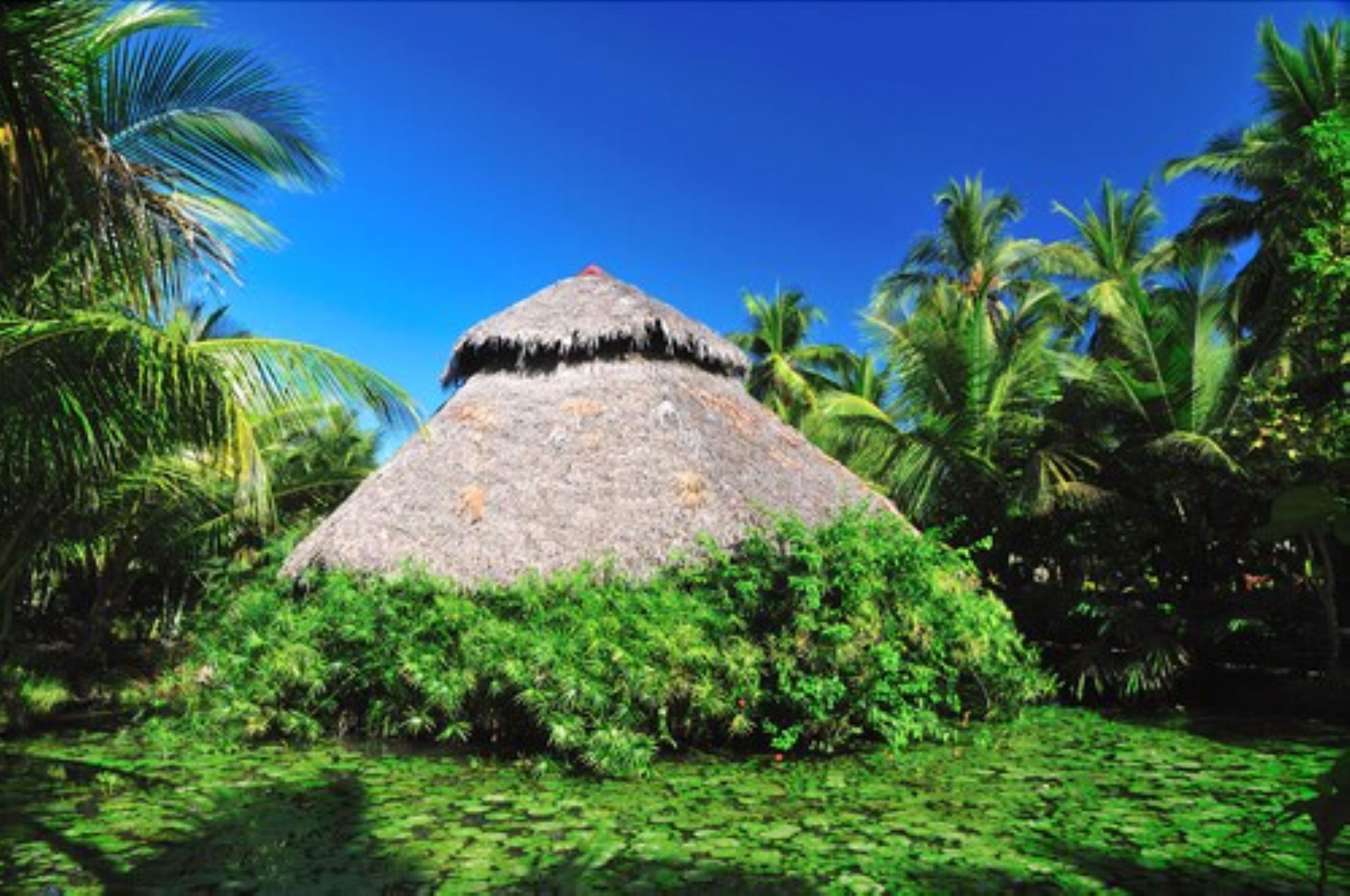 A thatched-roof hut surrounded by lush greenery and palm trees.