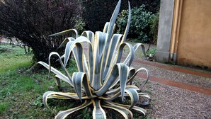 A large agave plant in a garden setting with a paved path and a building in the background.