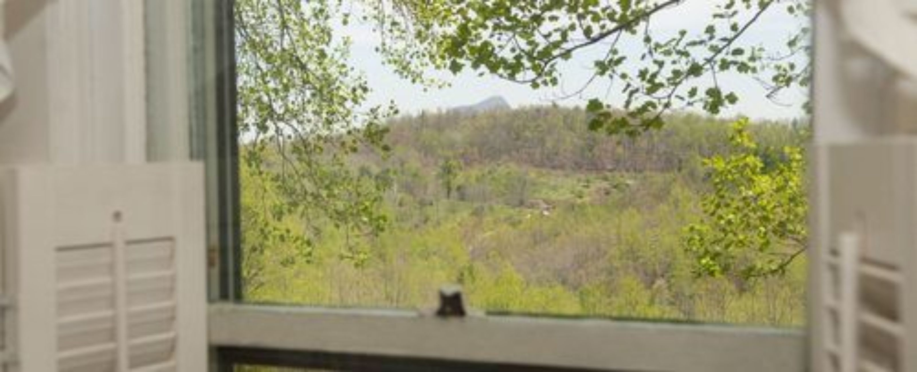 A view from a window with a view of a forested area and a mountain in the distance.