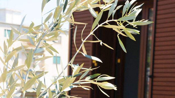A potted olive tree in front of a building with brown shutters. - La Circumetnea B&B (Catania)