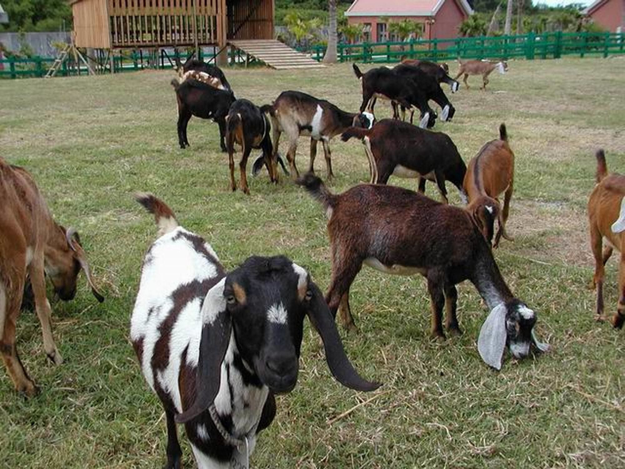 Un grupo de cabras pastando en un campo cubierto de hierba, con una estructura de madera y una zona cercada al fondo.