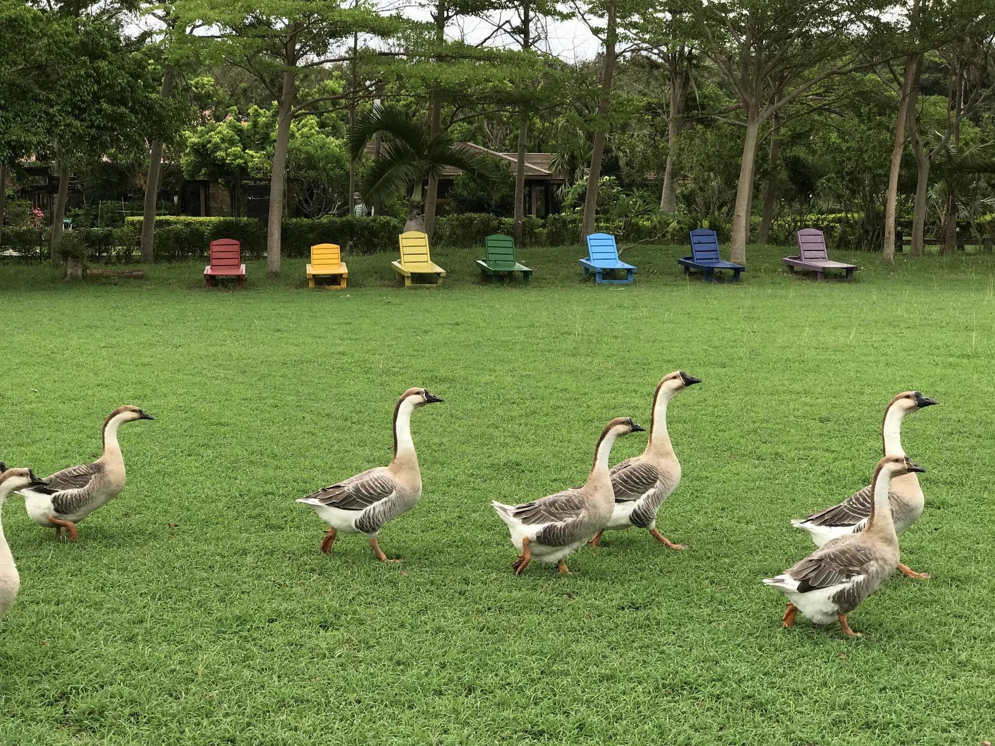 A grassy area with several geese walking.