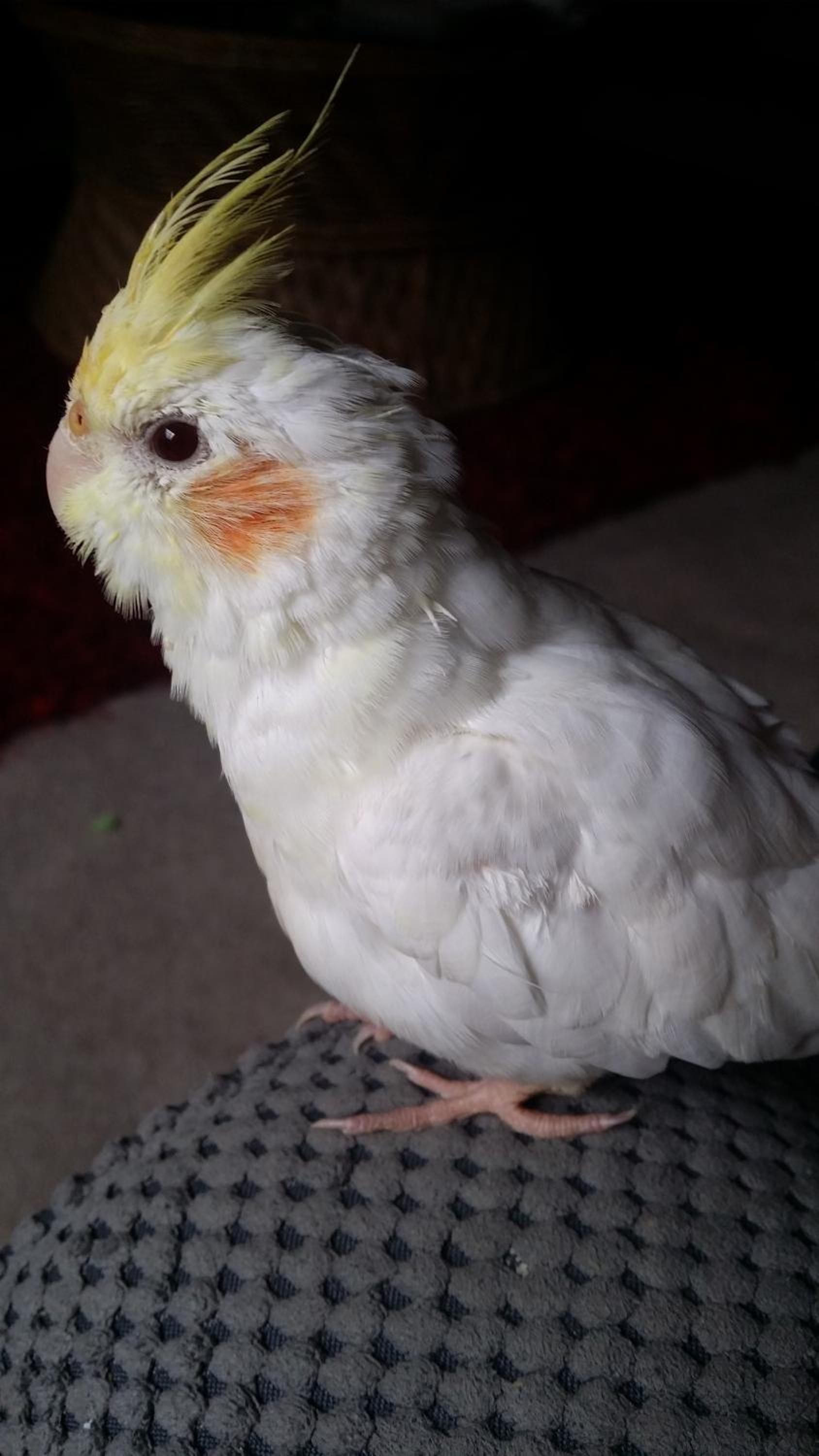 Ein Vogel mit auffalligem gelbem Kamm und orangefarbenen Wangenpartien, der auf einer strukturierten Oberfläche sitzt.