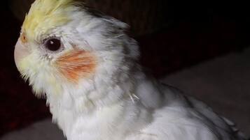 Ein Vogel mit auffalligem gelbem Kamm und orangefarbenen Wangenpartien, der auf einer strukturierten Oberfläche sitzt.