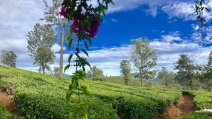 Una exuberante plantación de té con hileras de plantas de té y un cielo azul despejado.