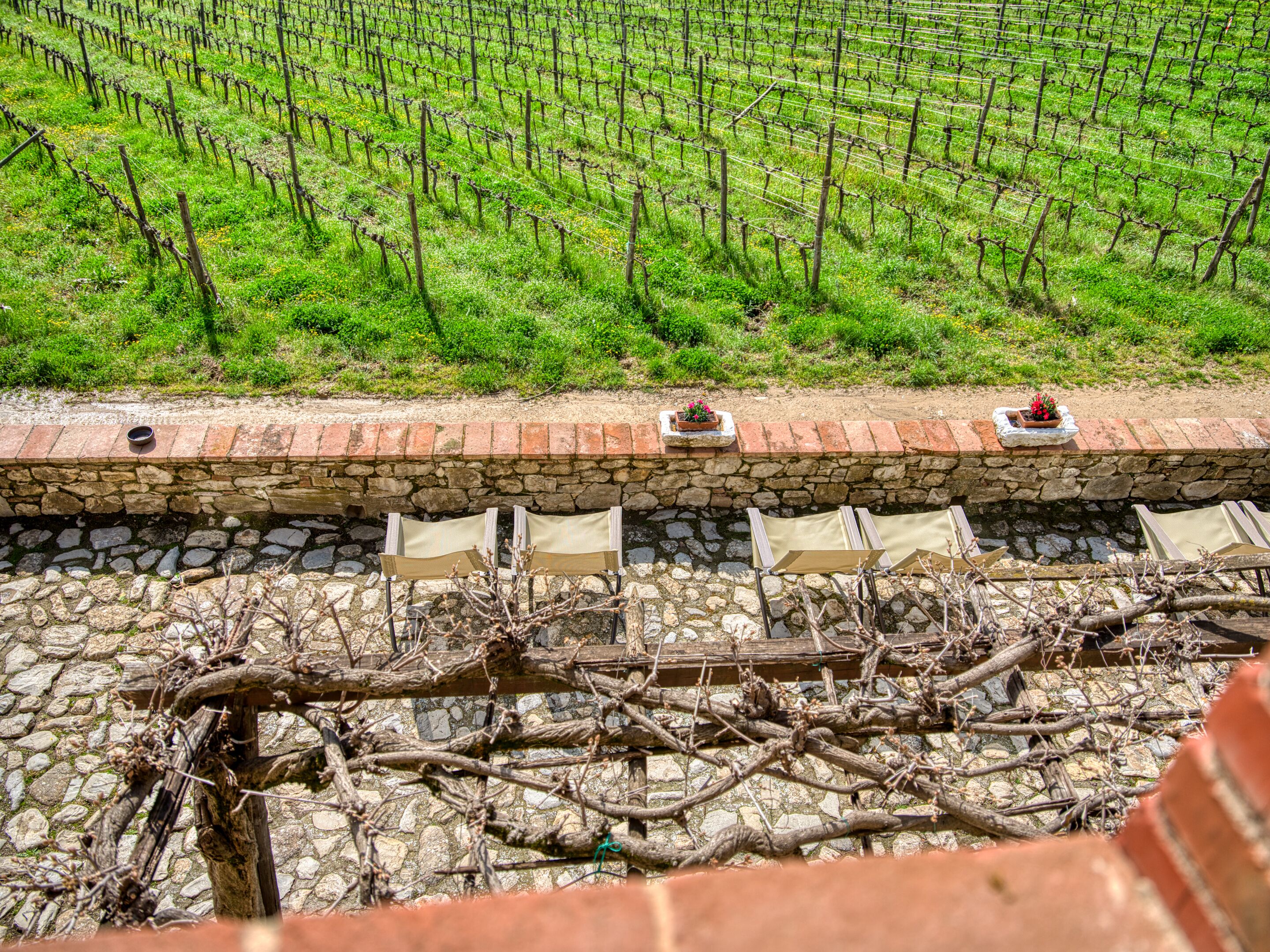 A vineyard with rows of grapevines and a stone wall with chairs and planters.